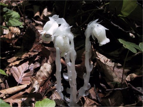 Utasai Beech Forests-黑松内町必去景点