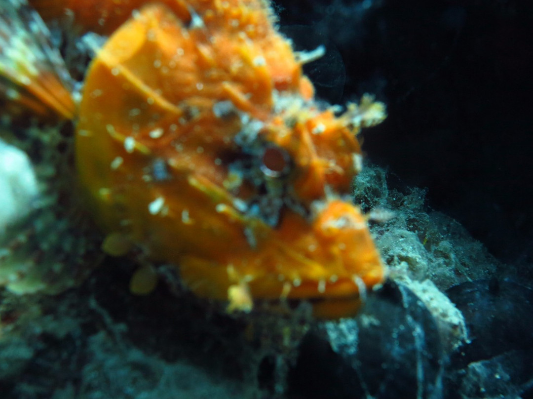 Poseidon Diving Academy-Neos Marmaras必去景点
