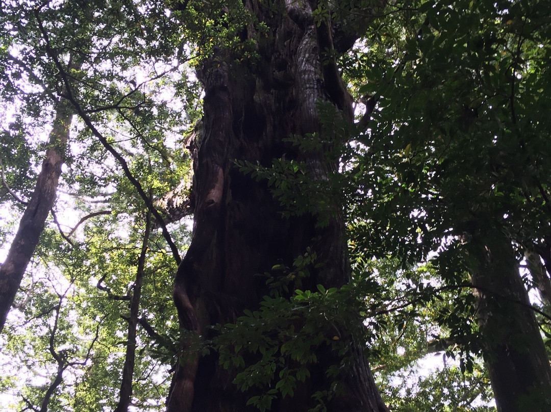 Tsugizakura-oji-田边市必去景点