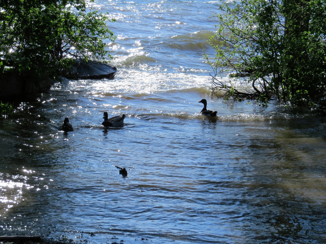 LaSalle Park-伯灵顿必去景点