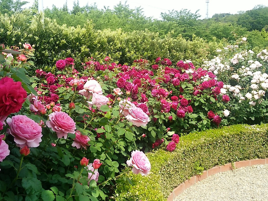 Hanasaki Farm / David Austin Roses-泉南市必去景点