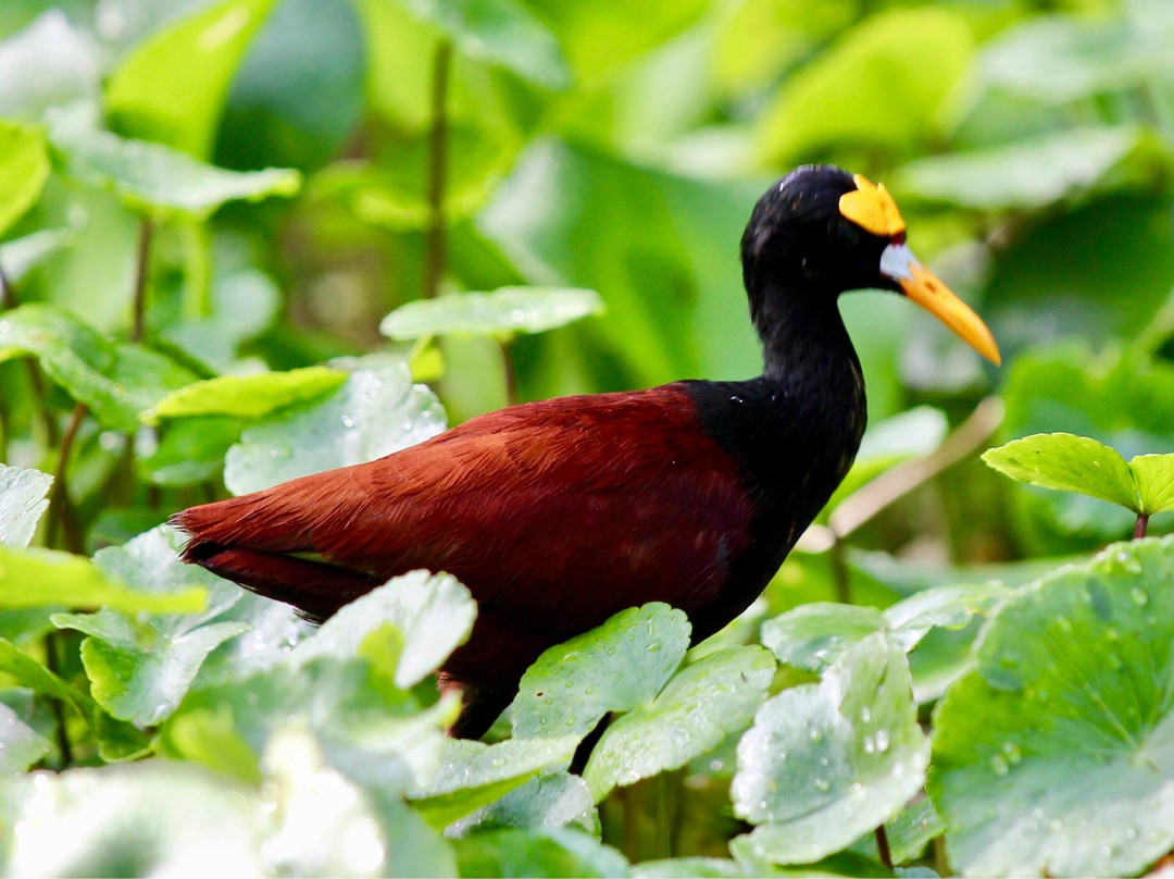Tortuguero Eco Experiences景点图片