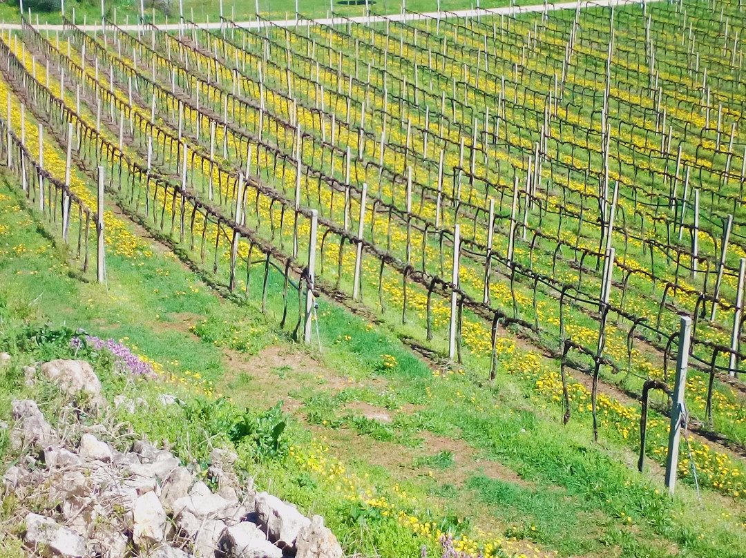 Cantina Nani 1967 - Tenuta Castello di Rubaro景点图片
