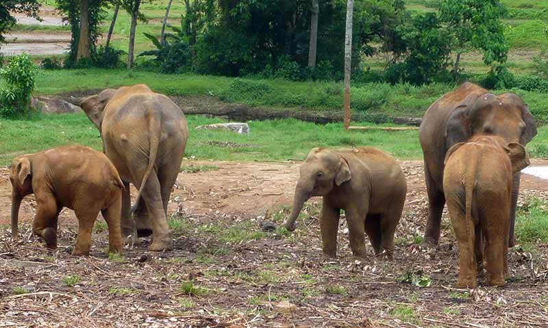 Ceylon - Lanka Tours景点图片