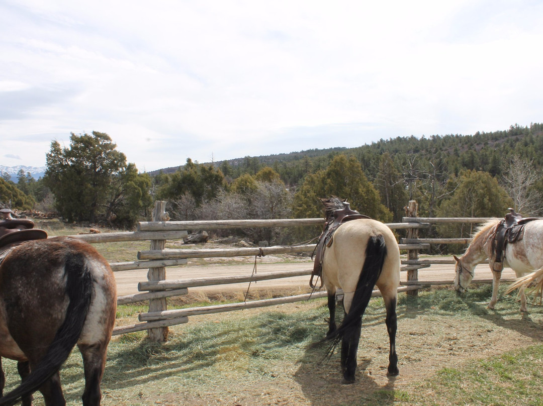 Telluride Horseback Adventures - Ride with Roudy-特柳赖德必去景点