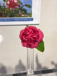 Tokyo Metropolitan Oshima Park Tsubaki Museum-大岛町必去景点