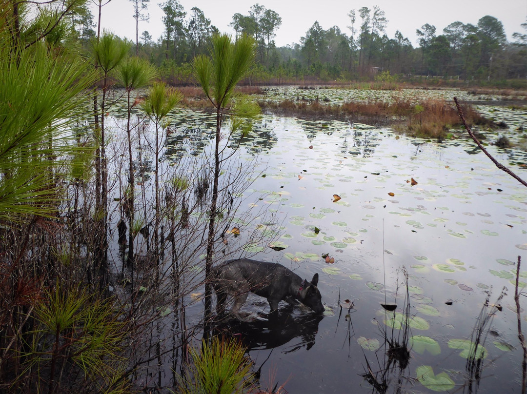 Pine Forest Park-Eustis必去景点