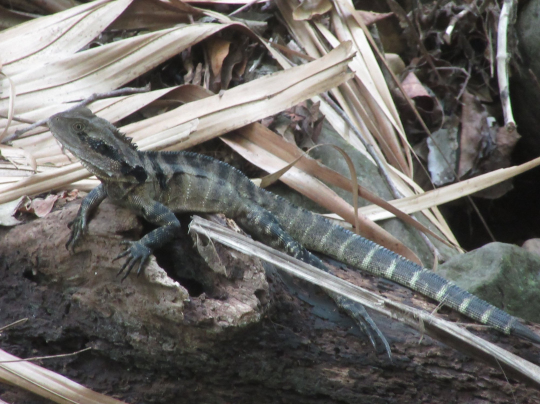 Macquarie Pass National Park景点图片