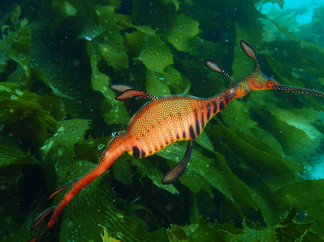 Bicheno Dive Centre景点图片