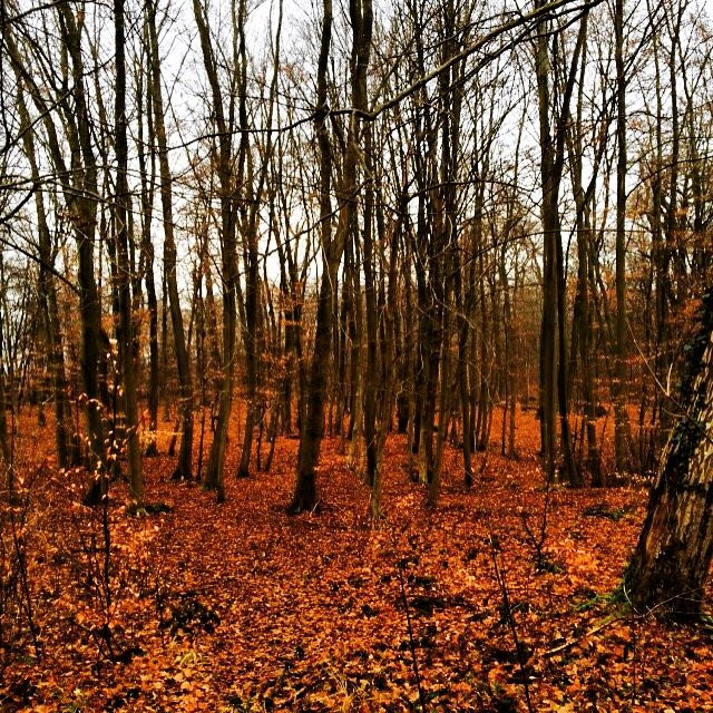 Forêt de Saint-Germain-en-Laye-圣日尔曼莱昂必去景点