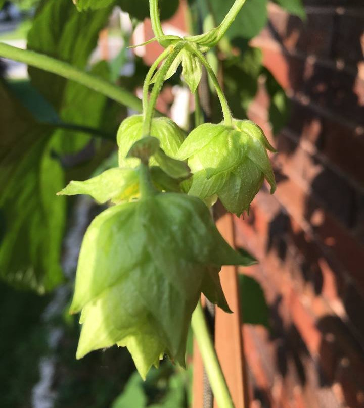 Hopkinsville Brewing Company-Hopkinsville必去景点