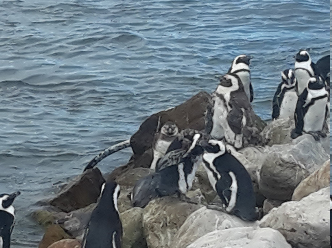 Old Whaling Station-Betty's Bay必去景点