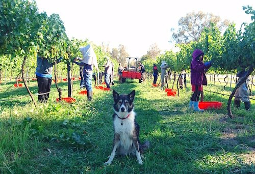 Murrumbateman Winery-穆任百特曼必去景点