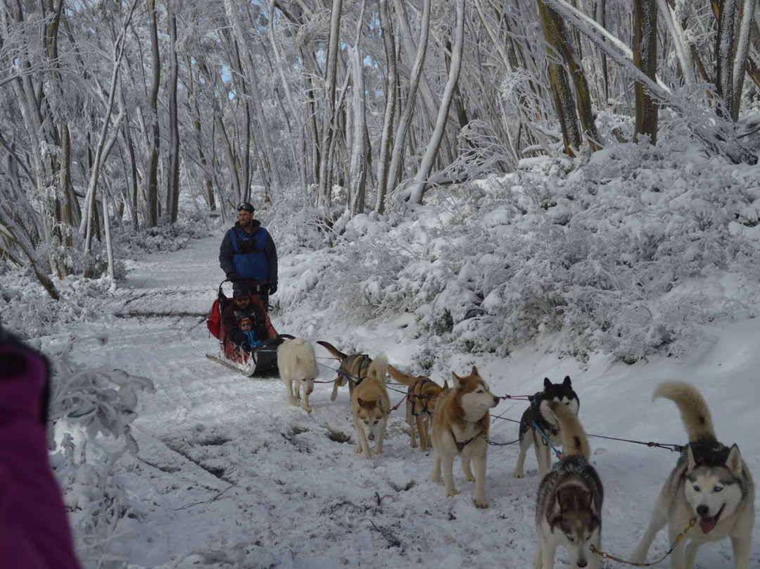 Howling Husky Sled Dog Tours-Mount Baw Baw必去景点