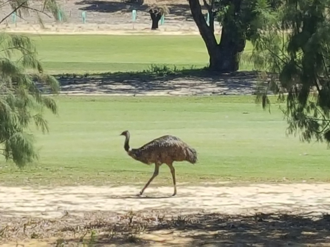 Yanchep Golf Club景点图片
