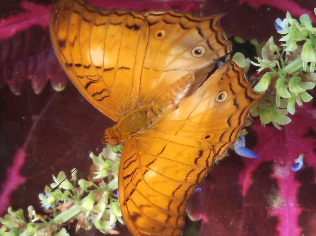 GT Butterfly House and Bug Zoo景点图片