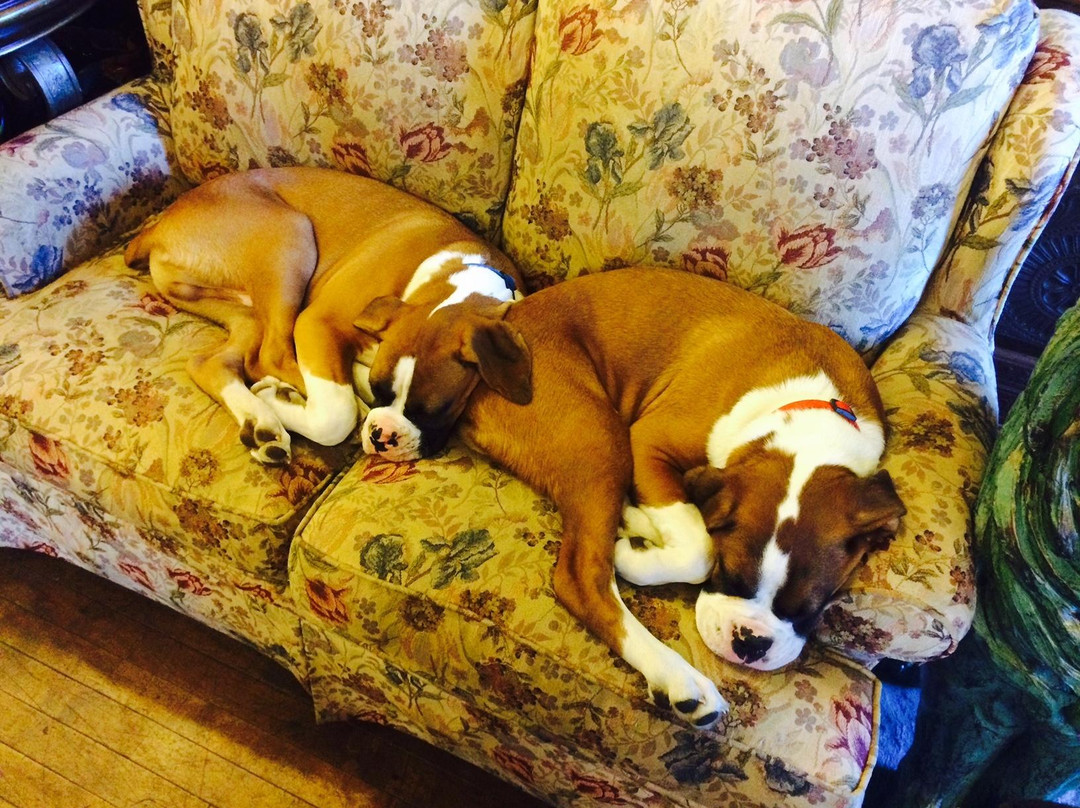 Gringo Jones Imports-圣路易斯必去景点