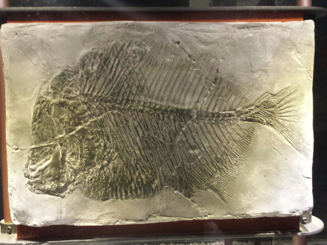 Paleolab-Pietraroja必去景点