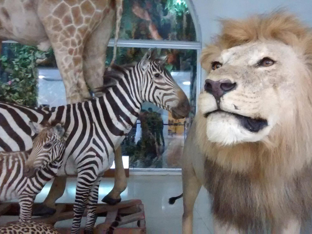 Museo de Ciencias Naturales-加拉加斯必去景点