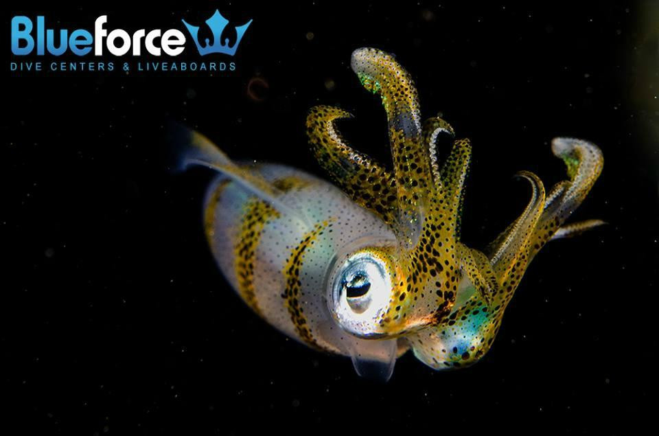 Blueforce Diving Nuweiba-努威巴必去景点