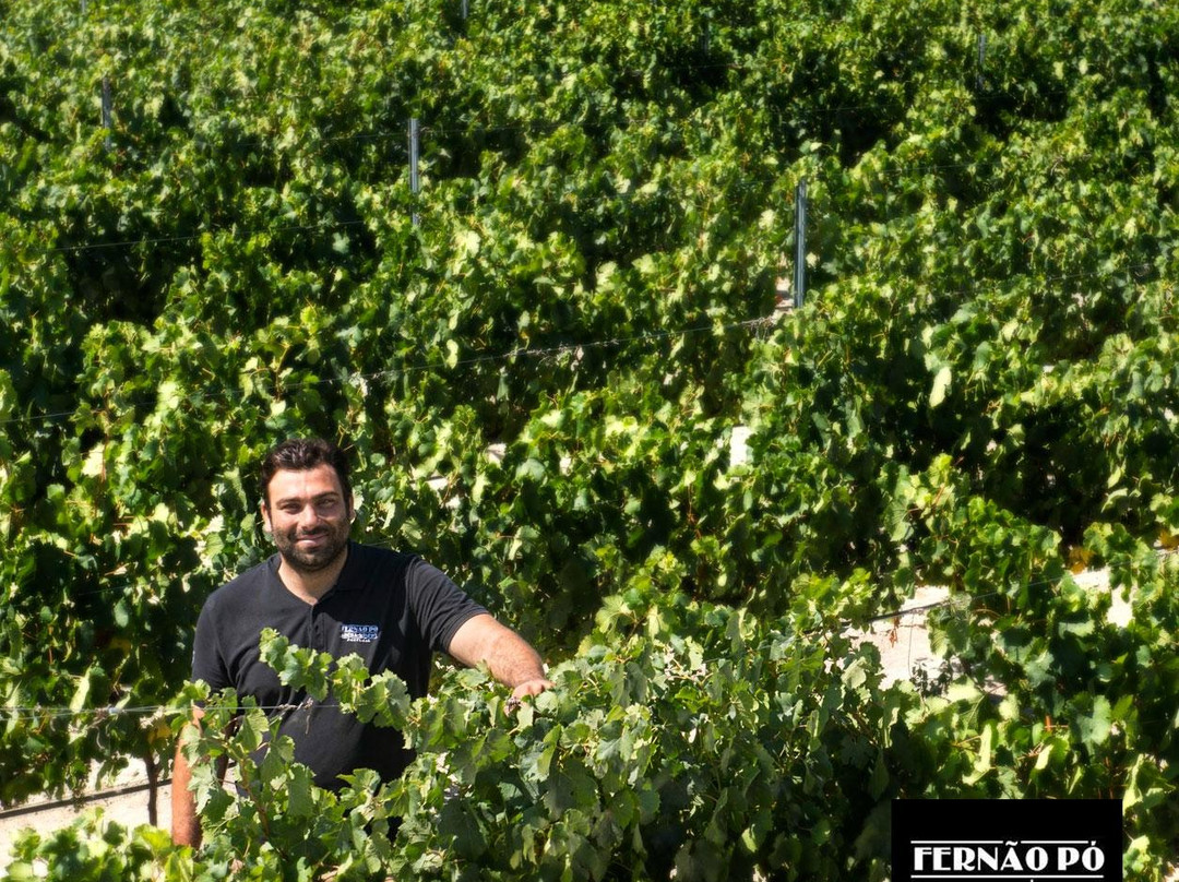 Fernao Po Adega Winery景点图片
