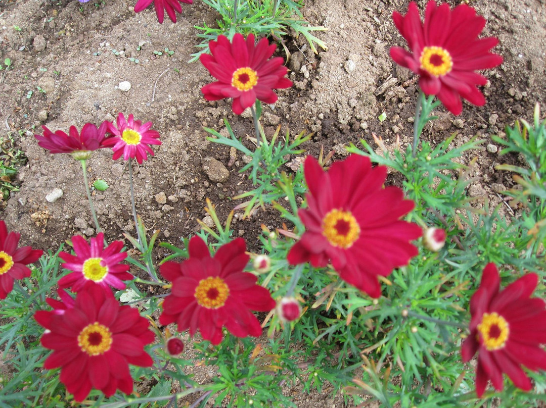 Skallagrimsgardur-博尔加内斯必去景点