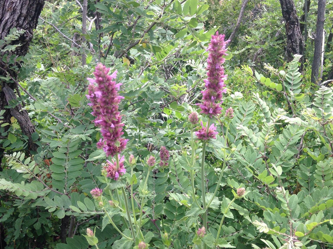Osha Trail-Cloudcroft必去景点