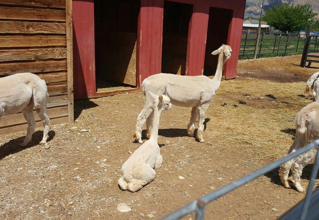 Suncrest Orchard Alpacas-Palisade必去景点