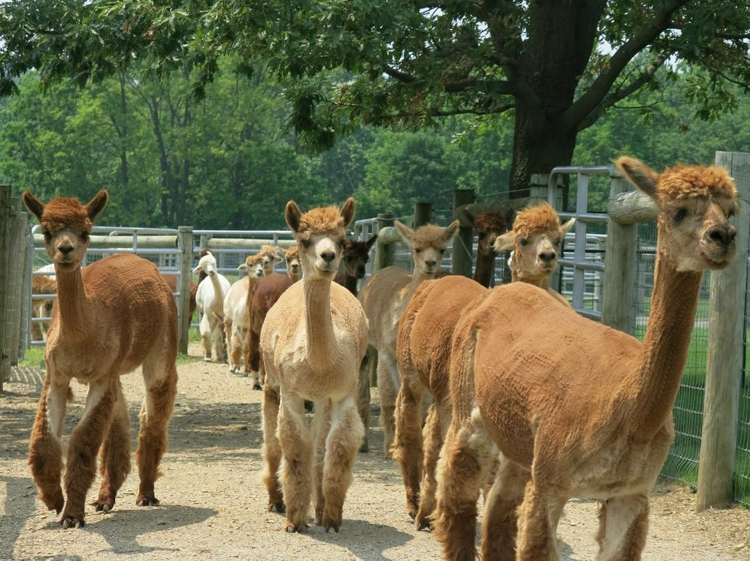 Eastland Alpacas-Mount Joy必去景点