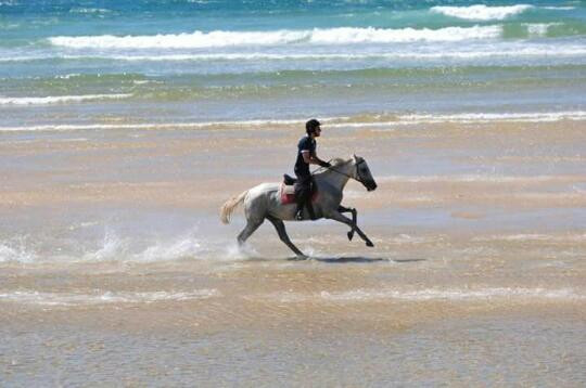 Centre Equestre Marina - Private Day Tours景点图片