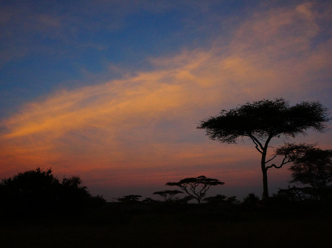 Africa Vast Wildlife-阿鲁沙必去景点