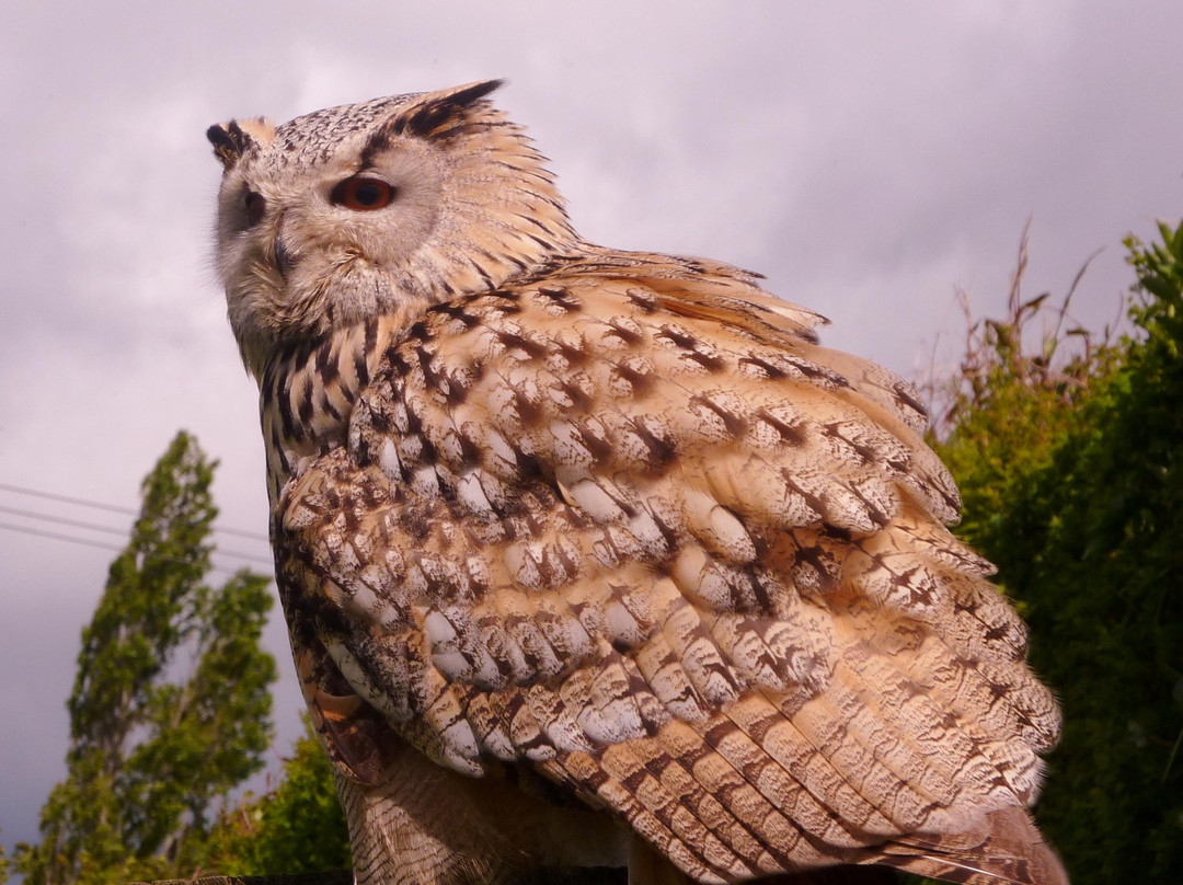 Liberty's Owl Raptor and Reptile Centre景点图片