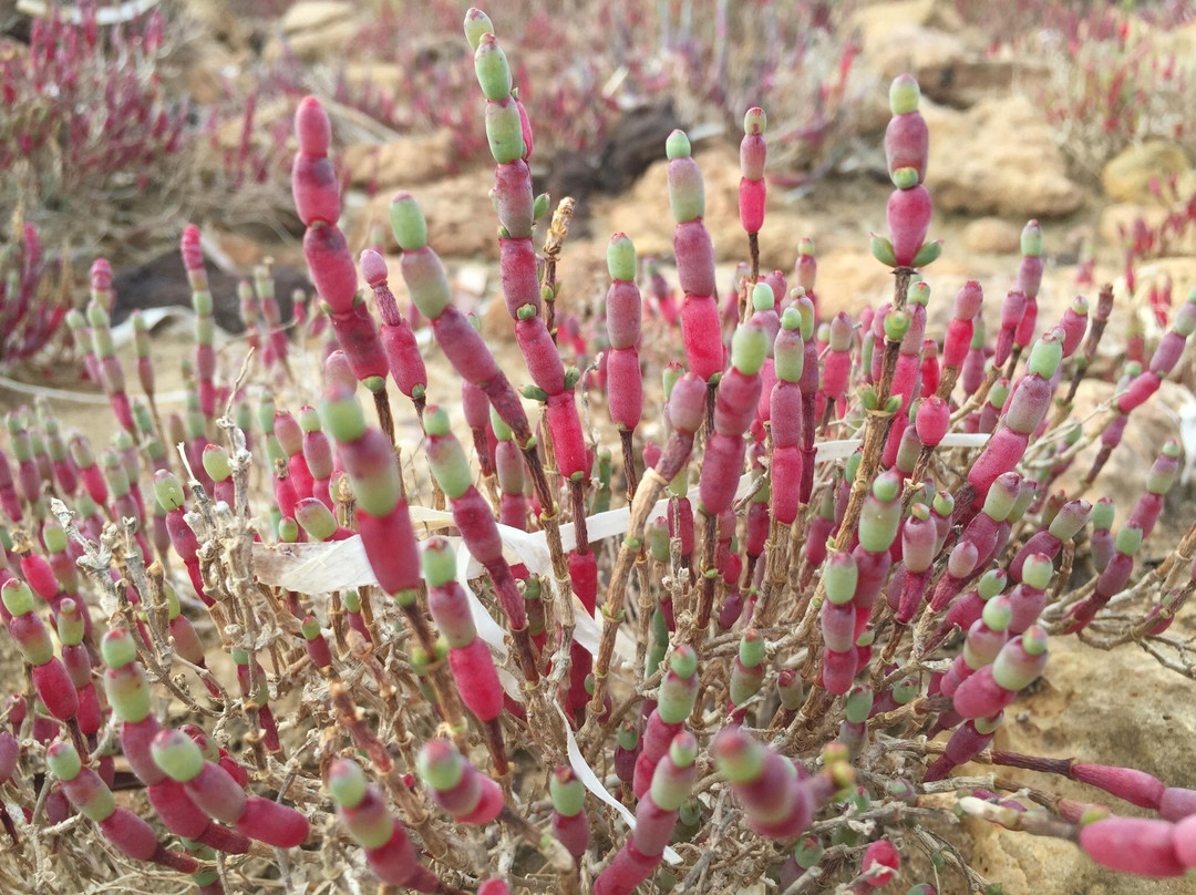 Encounter Walking Trail-Ceduna必去景点