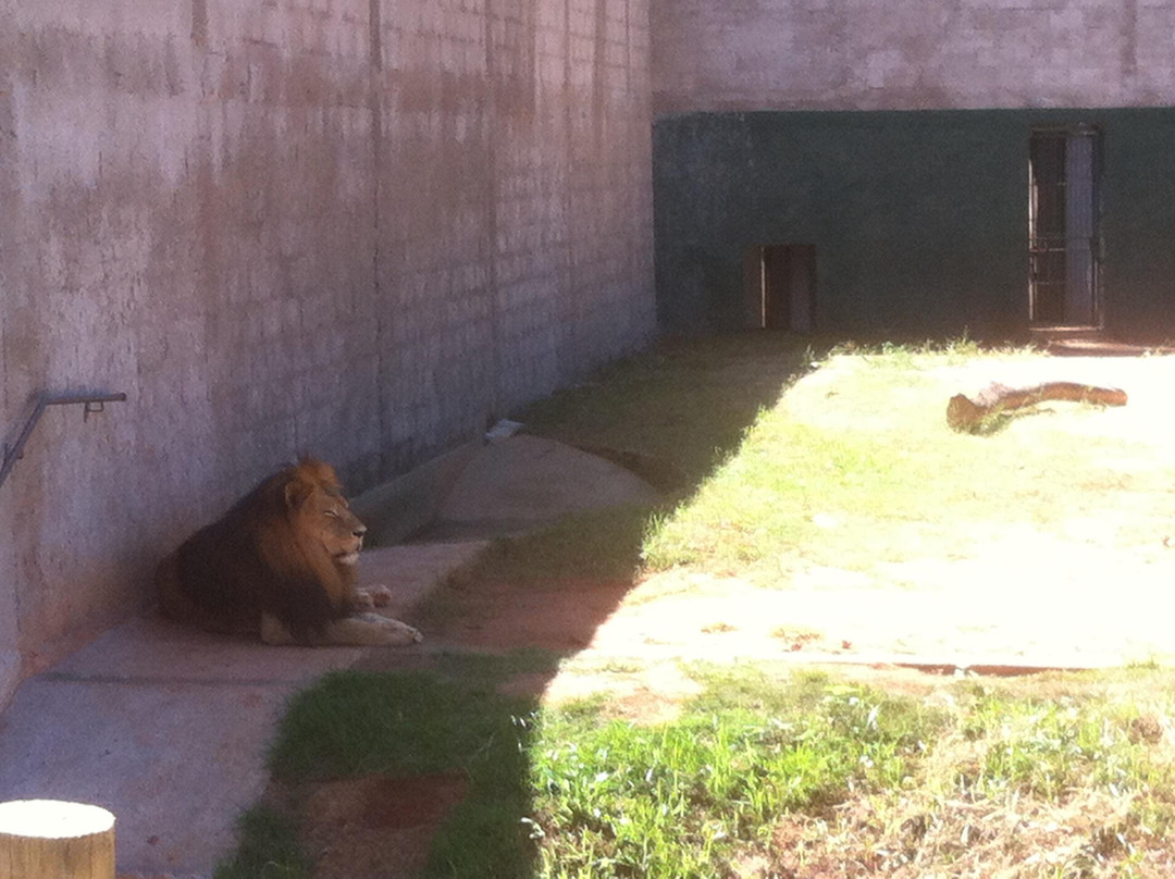 Municipal Zoo Dr. Flávio Leite Ribeiro-Aracatuba必去景点