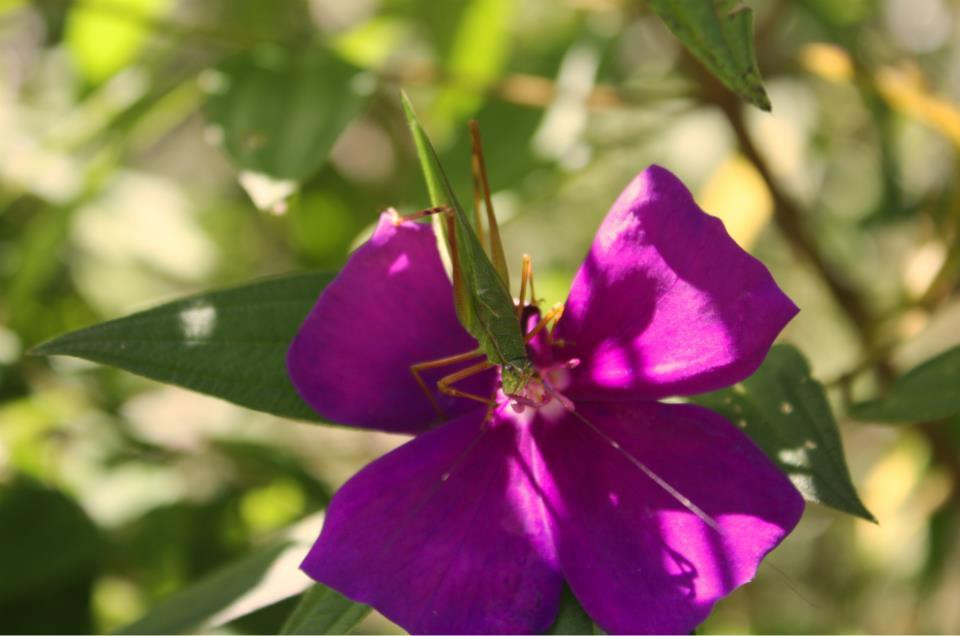 Queluz旅游景点-Cachoeira Marambaia