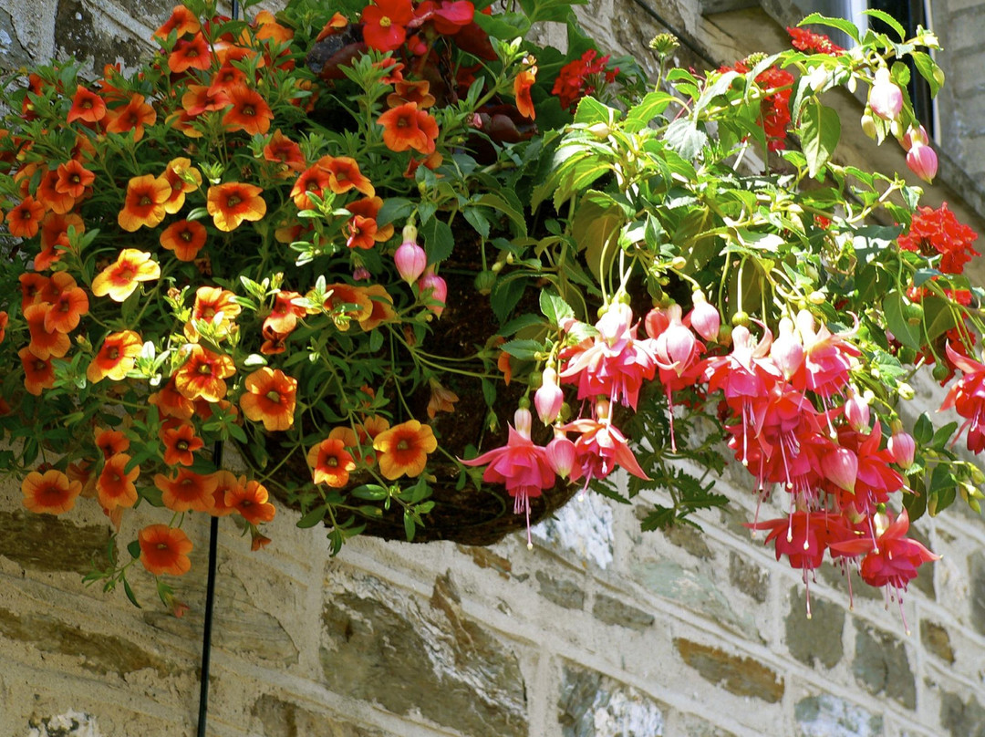 The Falcon Inn主图