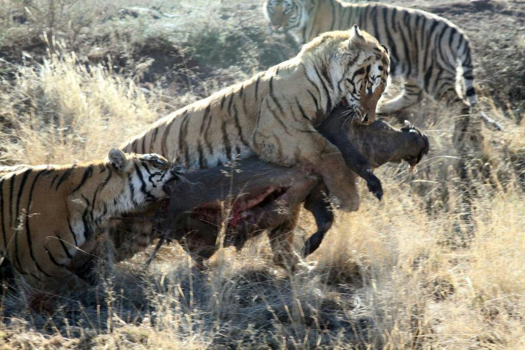 Tiger Canyon Private Game Reserve-Philippolis必去景点