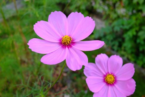 Domacinstvo Milojevic主图