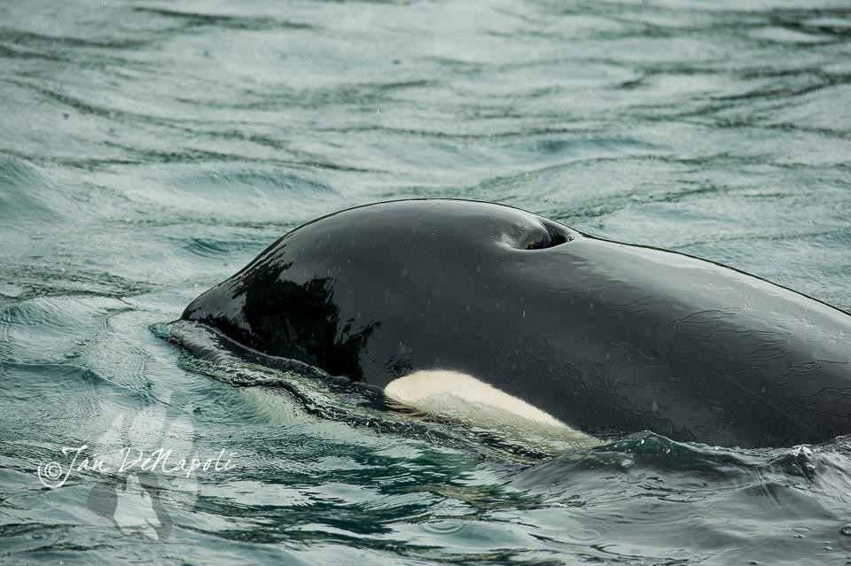 G'day Charters, LLC-瓦尔迪兹必去景点