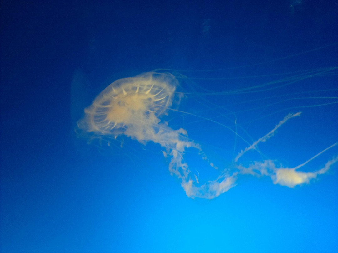 大阪水族馆-大阪市必去景点