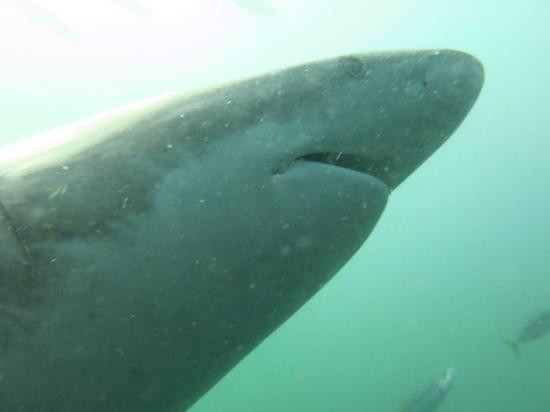 At the Robertsons Bed and Breakfast主图