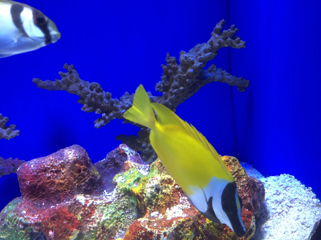 上海海洋水族馆-上海市必去景点