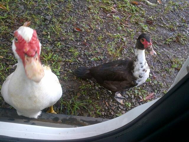 Kahili Mountain Park主图