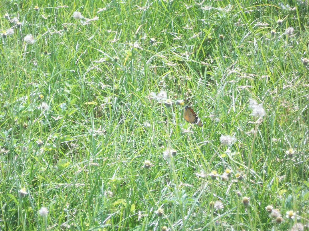 Dutch Fort-甘吉布勒姆必去景点