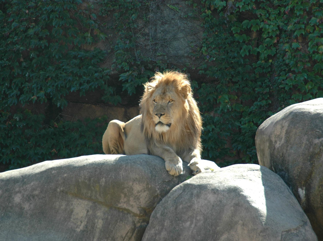 林肯公园动物园-芝加哥必去景点