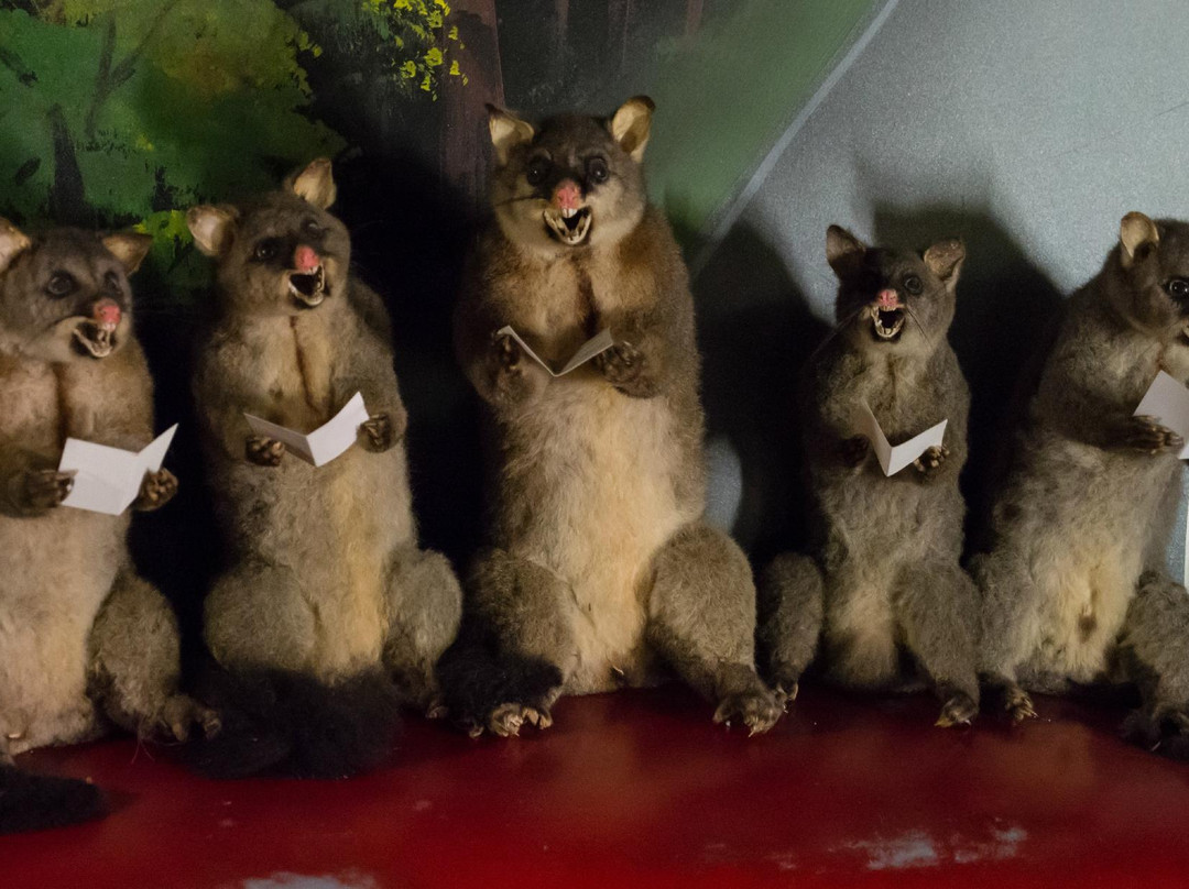 Opossum World-纳皮尔必去景点