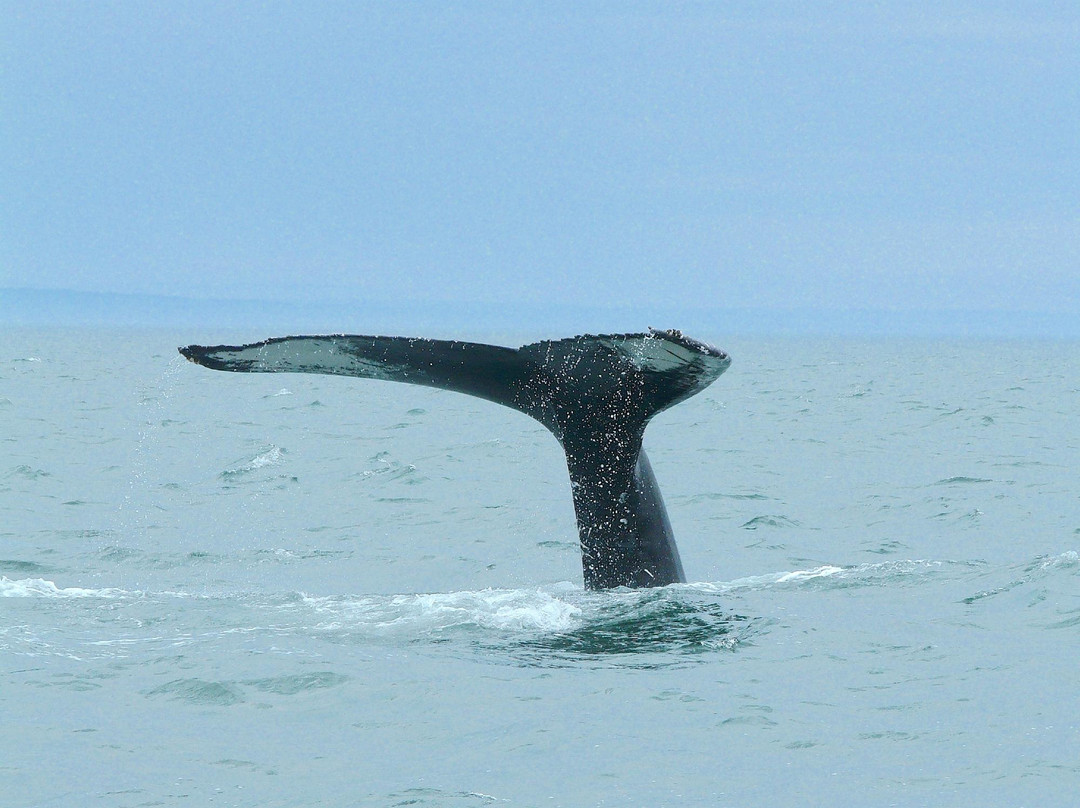 Croisiere Escoumins-Les Escoumins必去景点