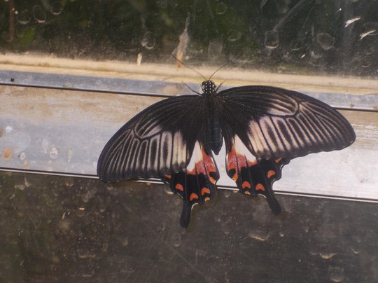 Butterfly Farm d'Abruzzo-Citta Sant'Angelo必去景点