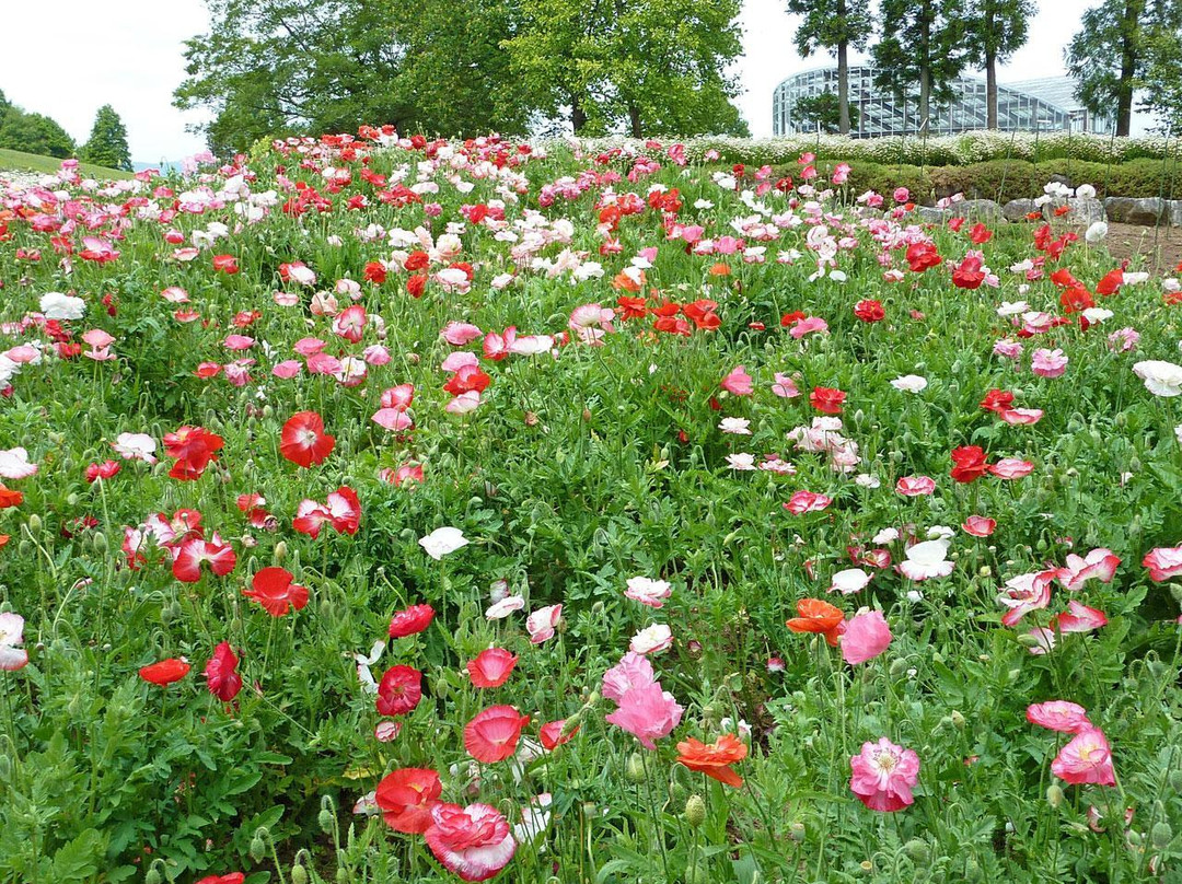 Ibaraki Flower Park景点图片