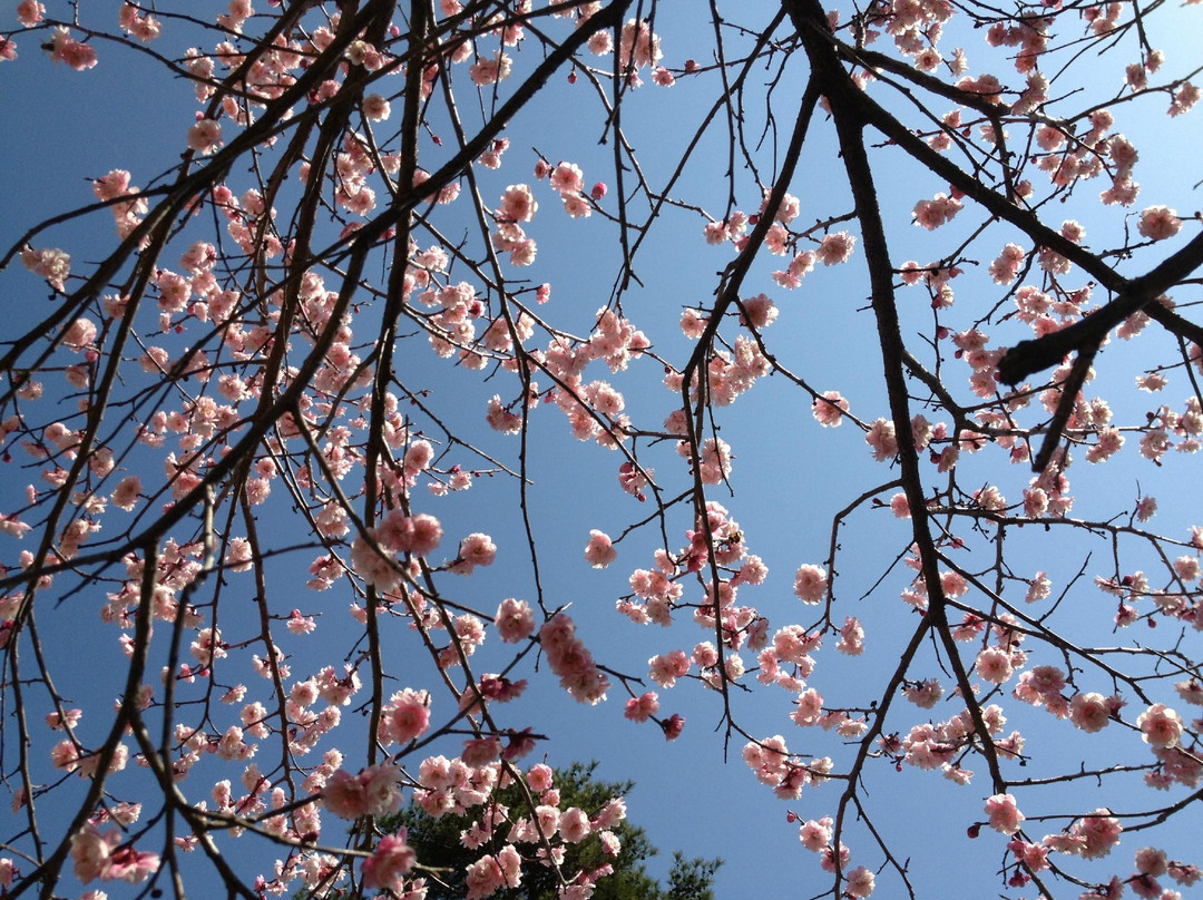 Ome City Ume Park-青梅市必去景点